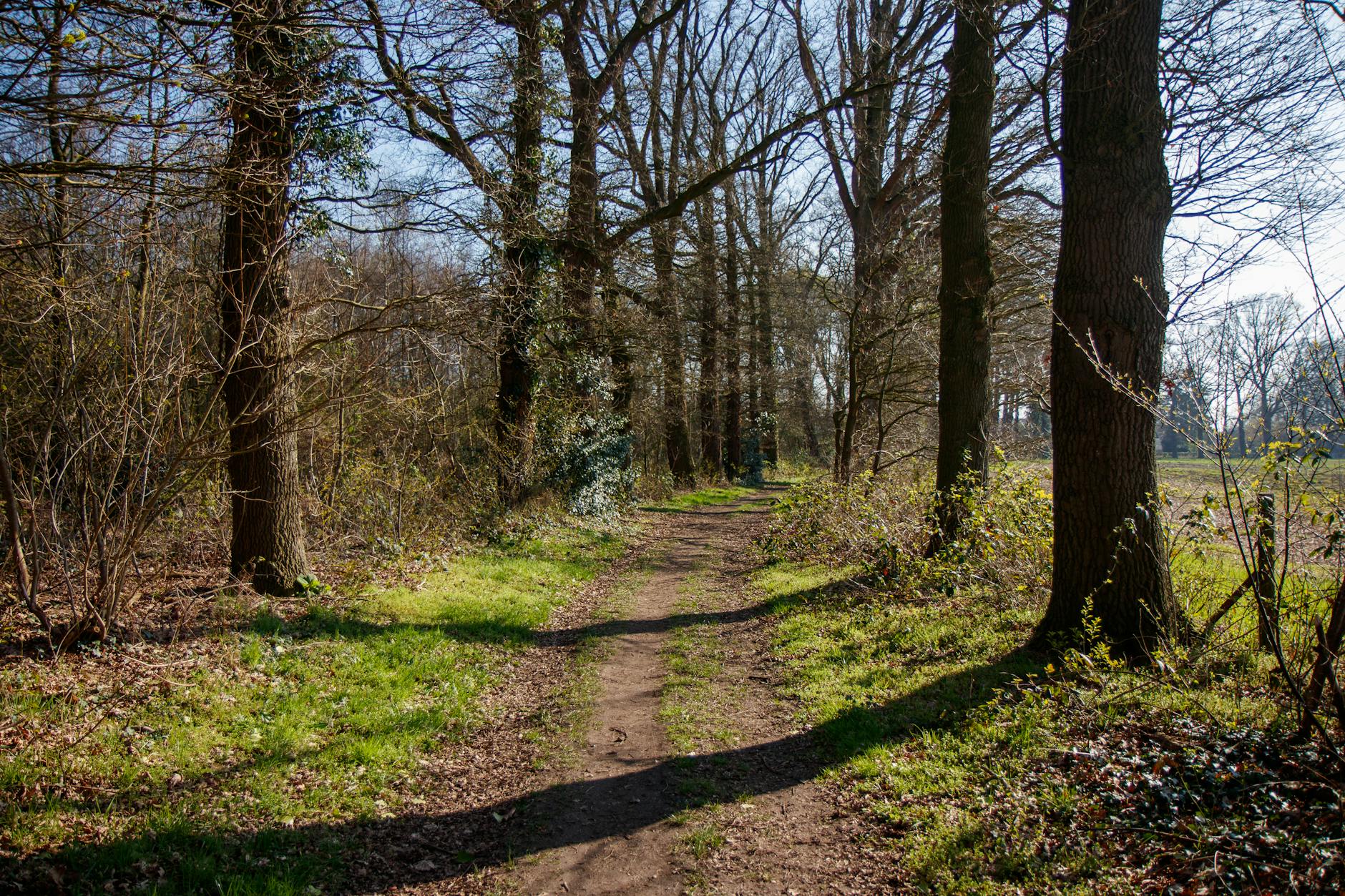 A serene woodland trail flanked by tall trees, basking in warm early spring sunlight. - spring trail walking