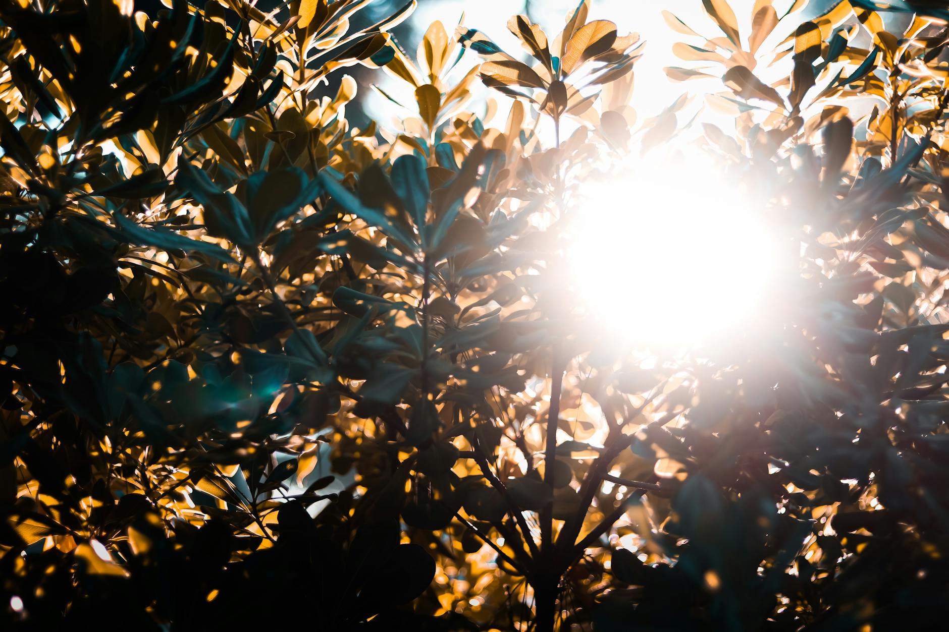 Sunlight filtering through tree branches creates a stunning backlit silhouette with vibrant colors. - sunlight weight loss