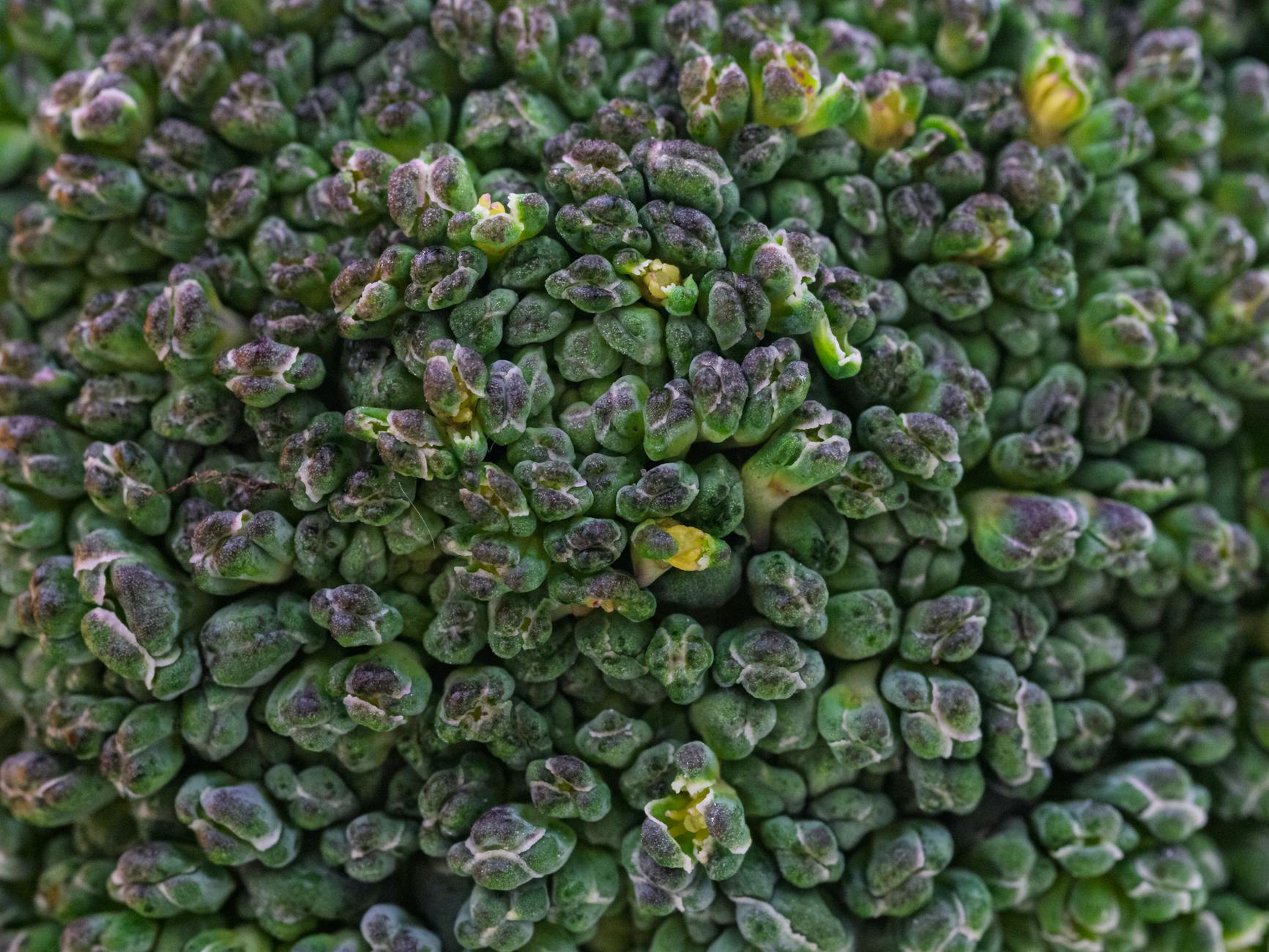 Detailed close-up of fresh green broccoli florets, illustrating texture and freshness of this healthy vegetable. - anti-inflammatory foods spring allergies
