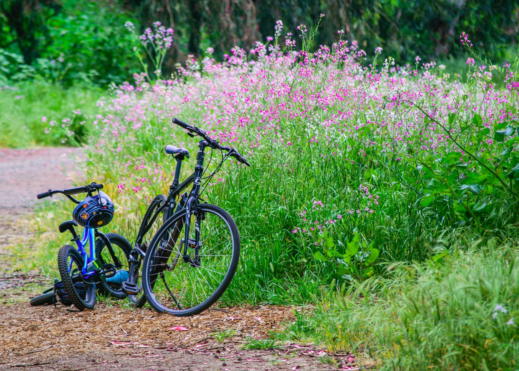 Two bicycles parked along a country path beside blooming pink wildflowers in summer. - beginner bike rides spring