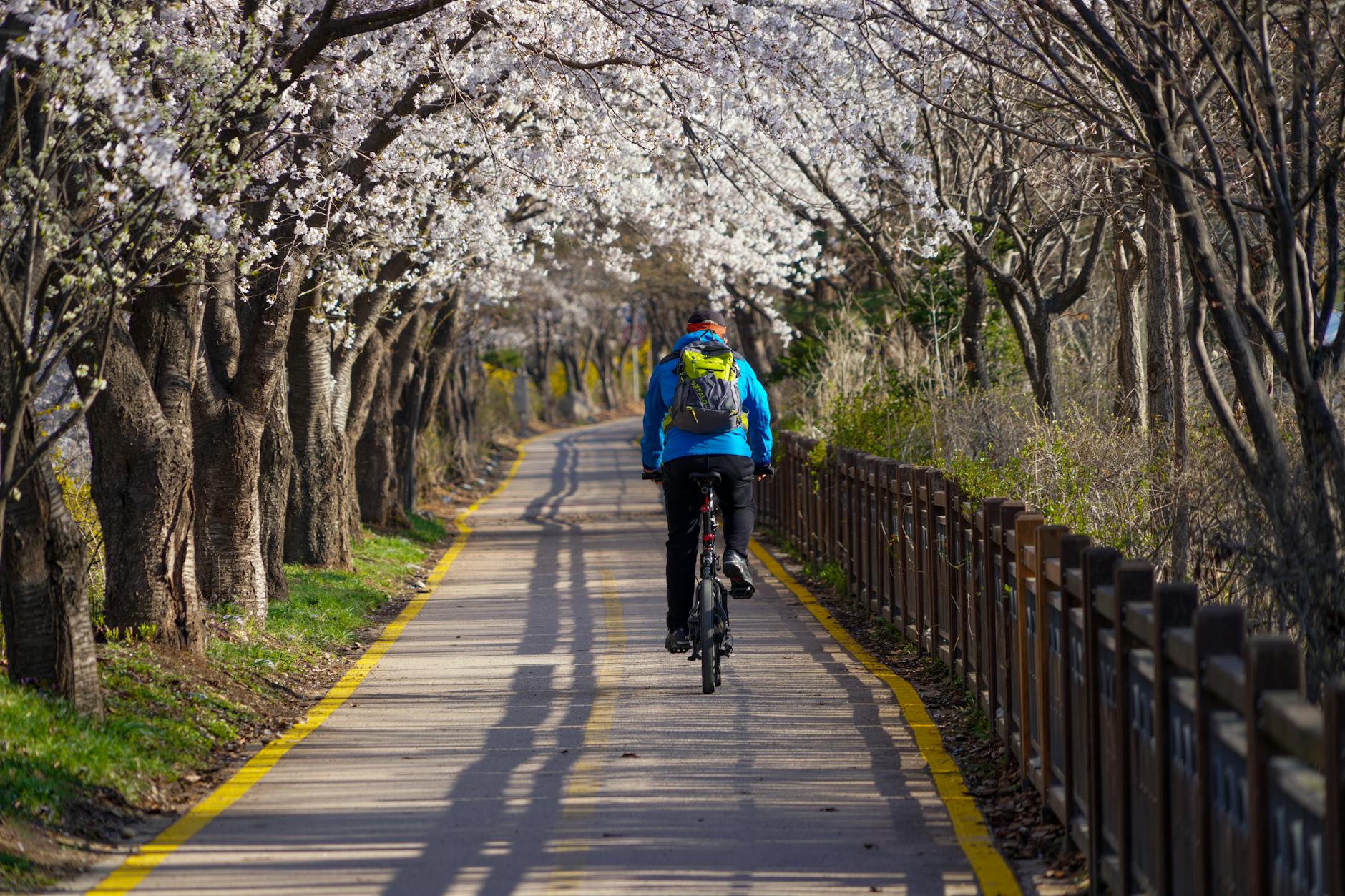 Back view of a cyclist riding through a cherry blossom-lined path in spring. - beginner bike rides spring