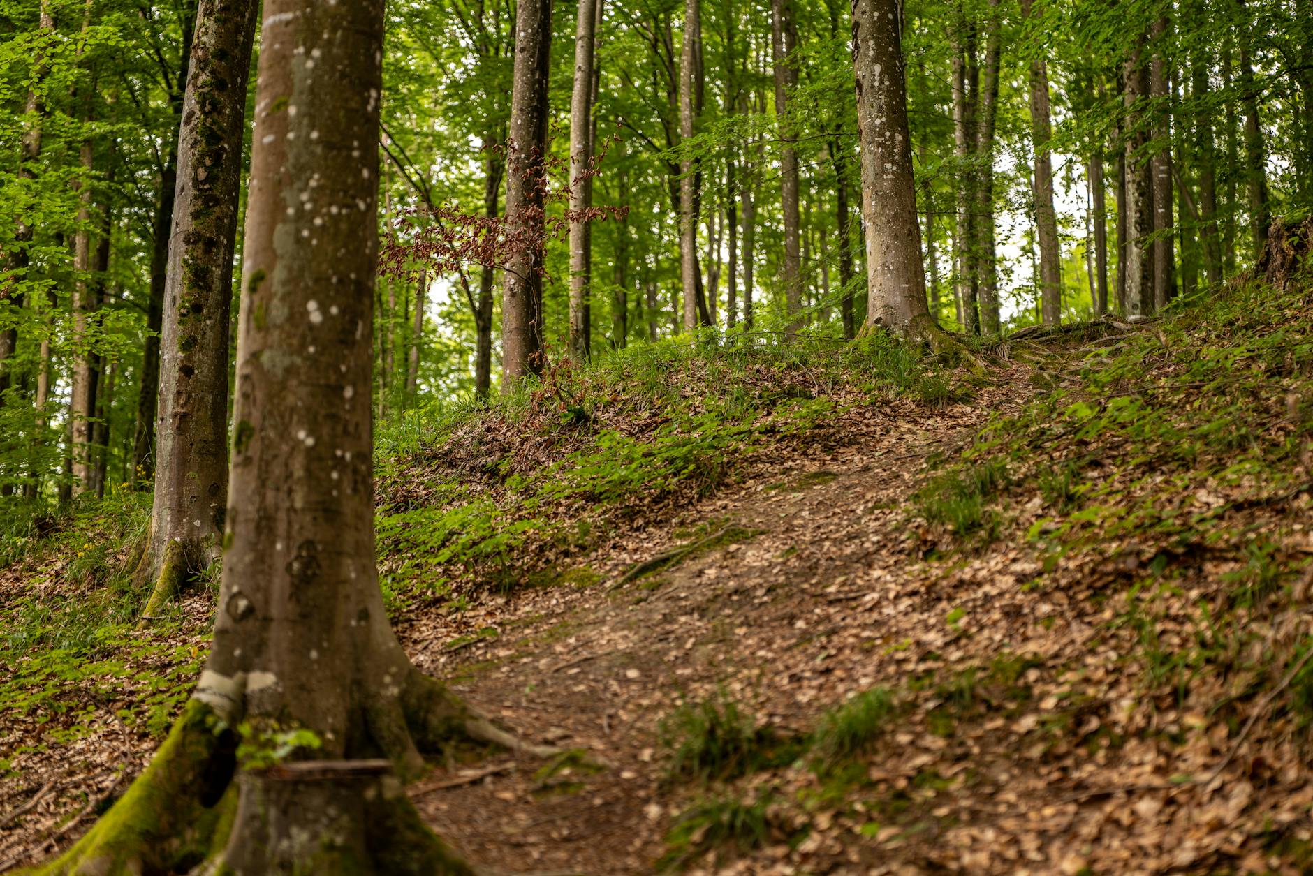 Tranquil forest path leading through lush trees in Podgarić, showcasing nature's beauty. - easy spring hikes