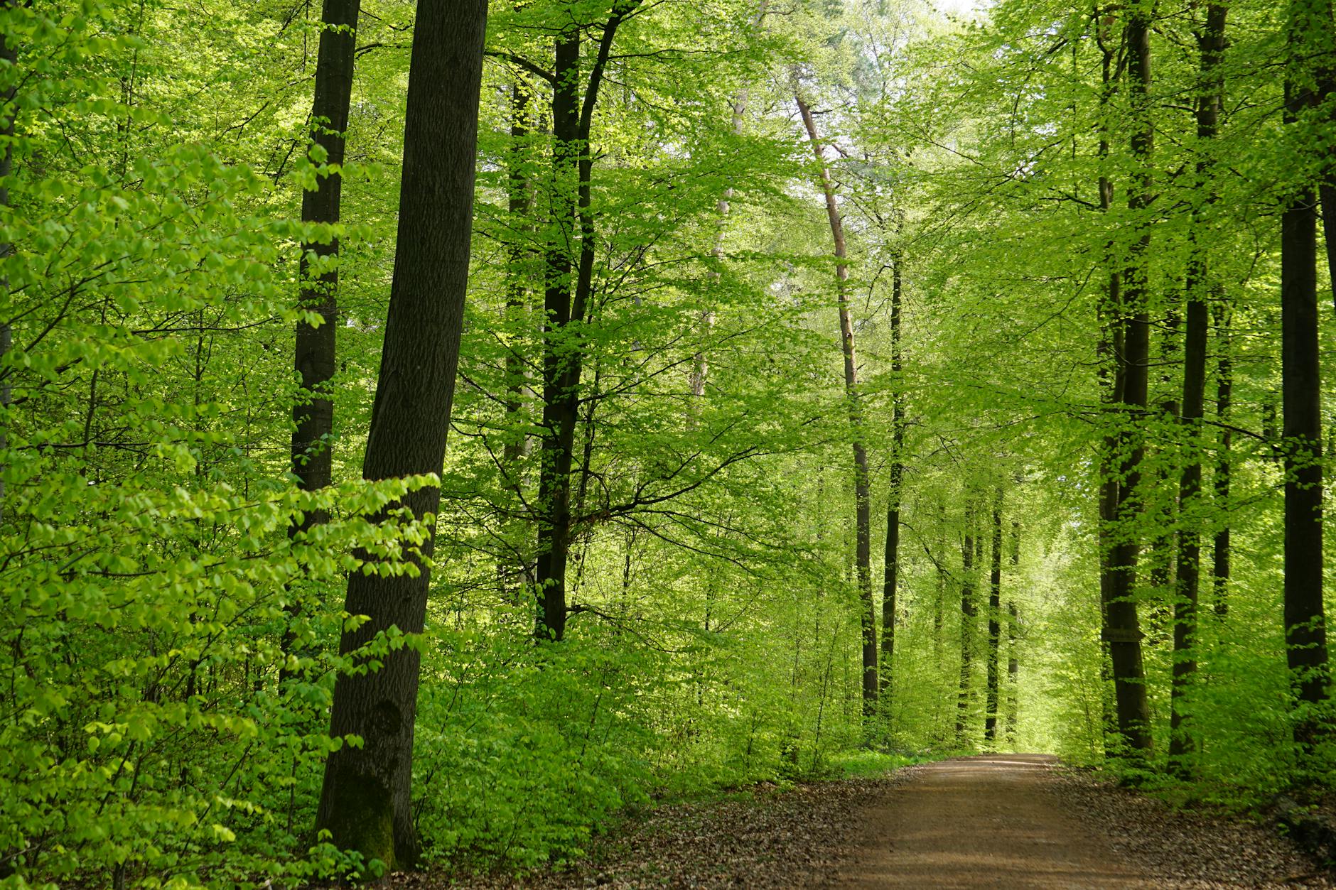 A tranquil dirt road surrounded by lush green forest trees in Esslingen, Germany. - easy spring hikes