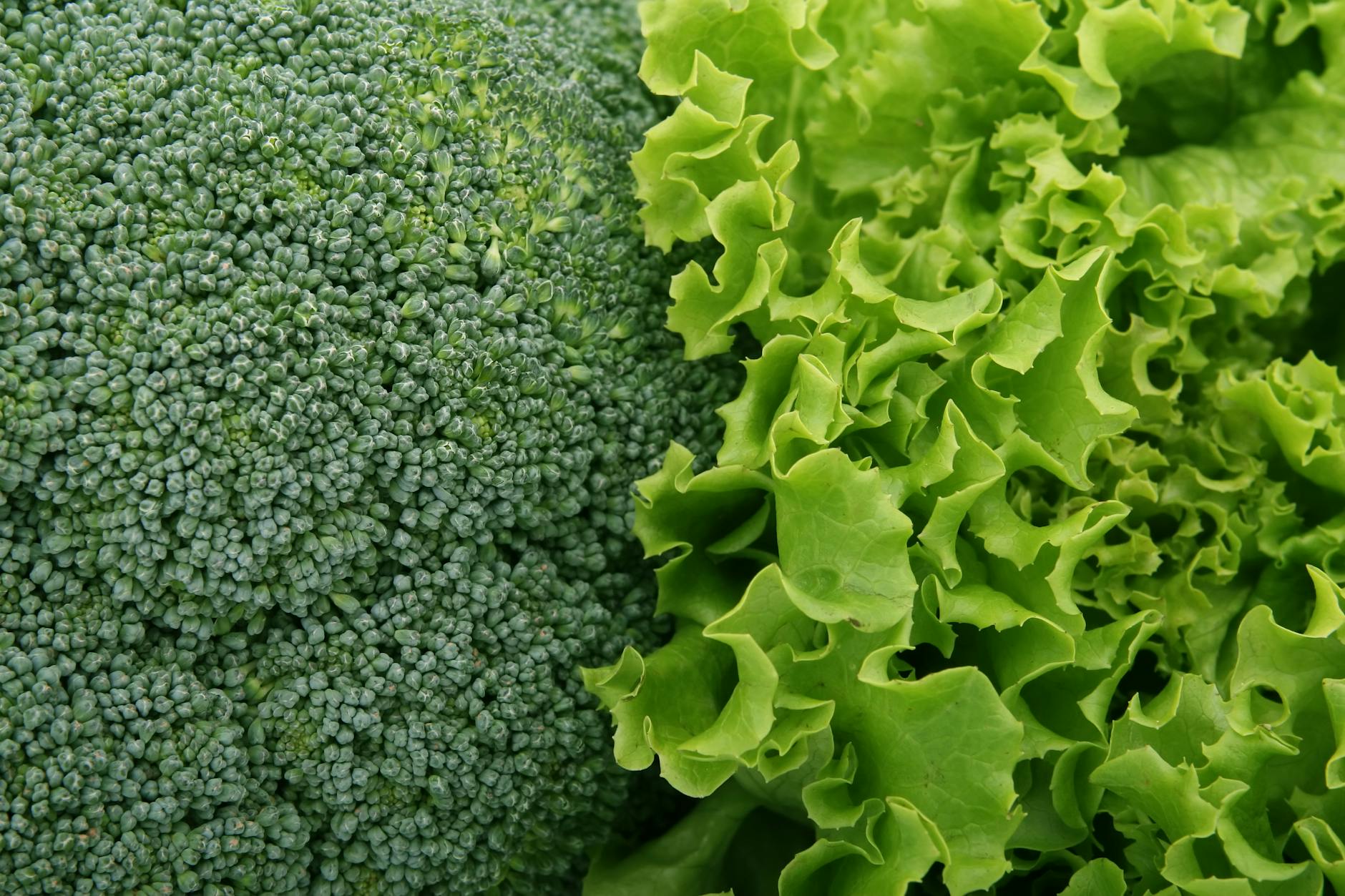 Close-up of fresh broccoli and lettuce leaves showcasing their vibrant green color. - fiber foods fullness