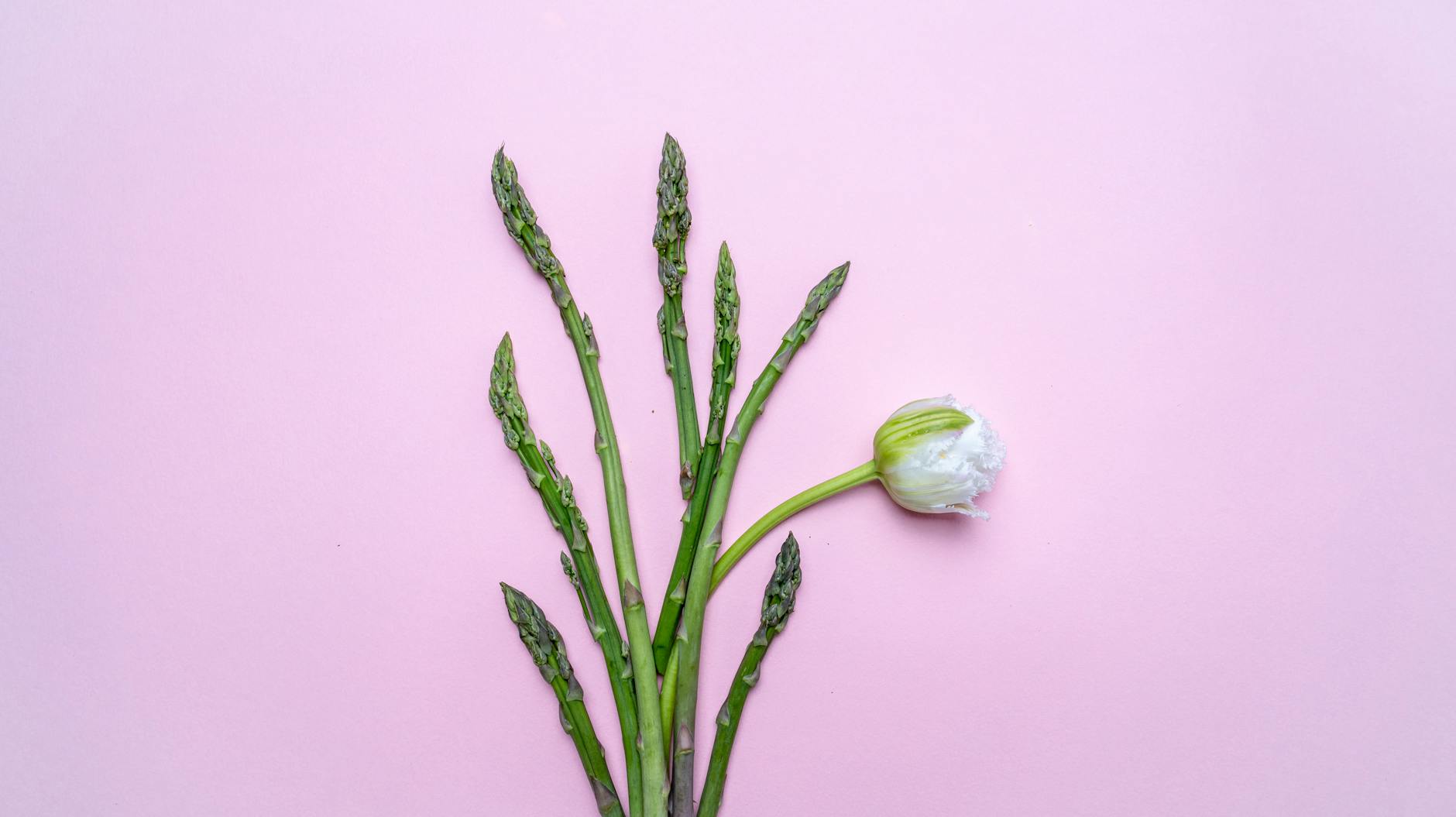 Artistic floral arrangement with asparagus and white flower on a pink background. - hormone balance spring