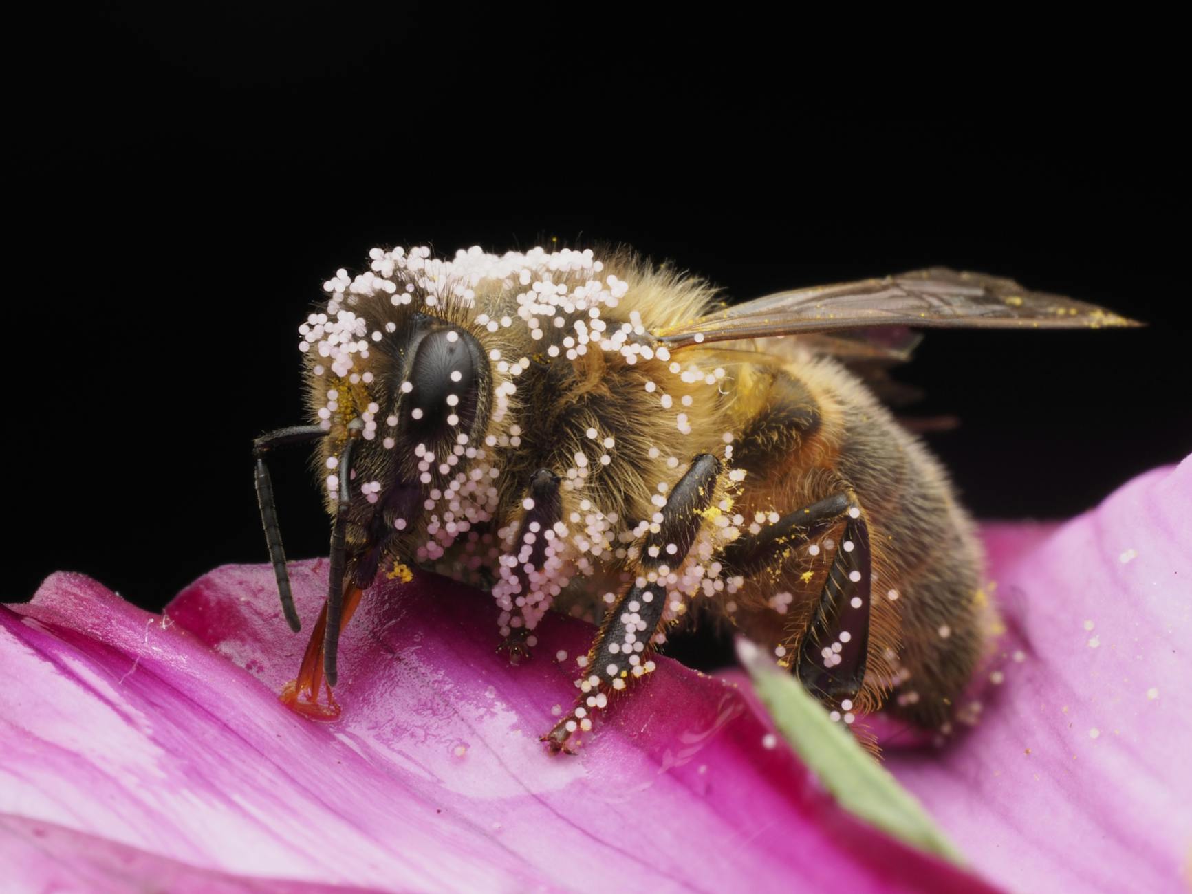 Detailed macro photograph of a pollen-covered bee on a vibrant pink flower petal. - pollen gut health
