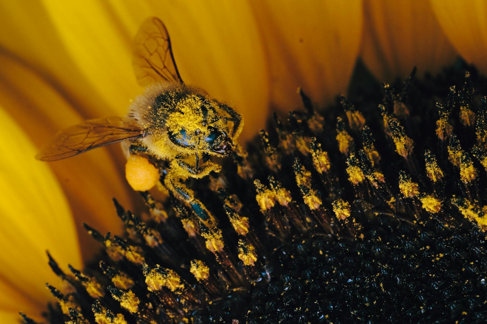 Macro shot of a bee covered in pollen while pollinating a vibrant sunflower. - pollen gut health