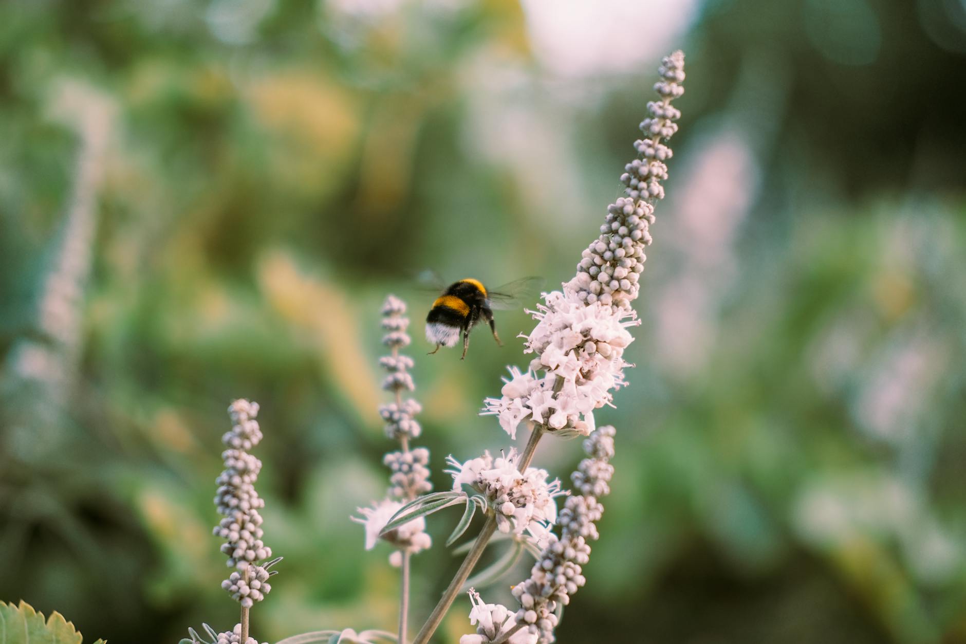 Close-up of a bumblebee in flight near white flowers with a blurred natural background. - pollen gut health