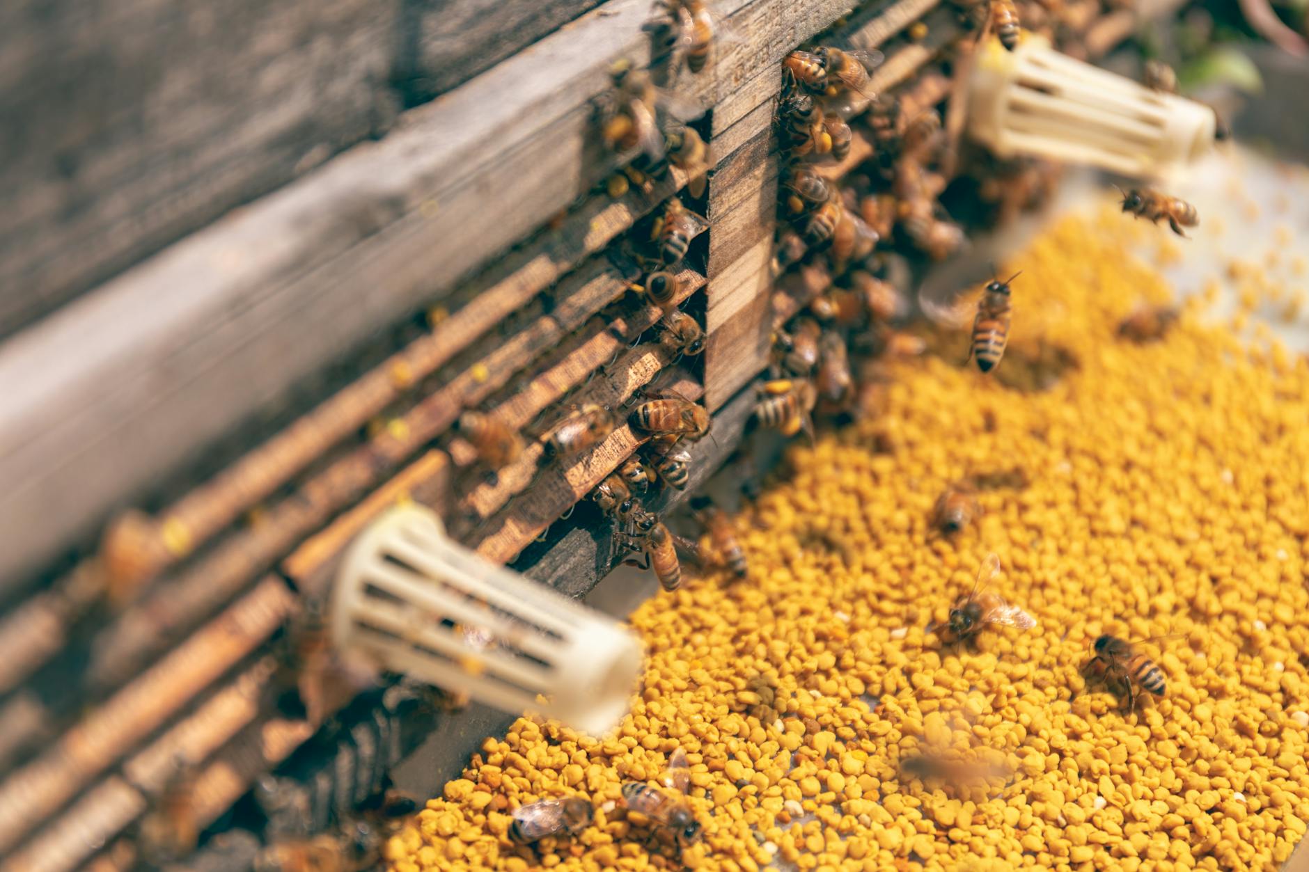 Detailed view of bees collecting pollen and returning to their hive. Nature in action. - pollen gut health