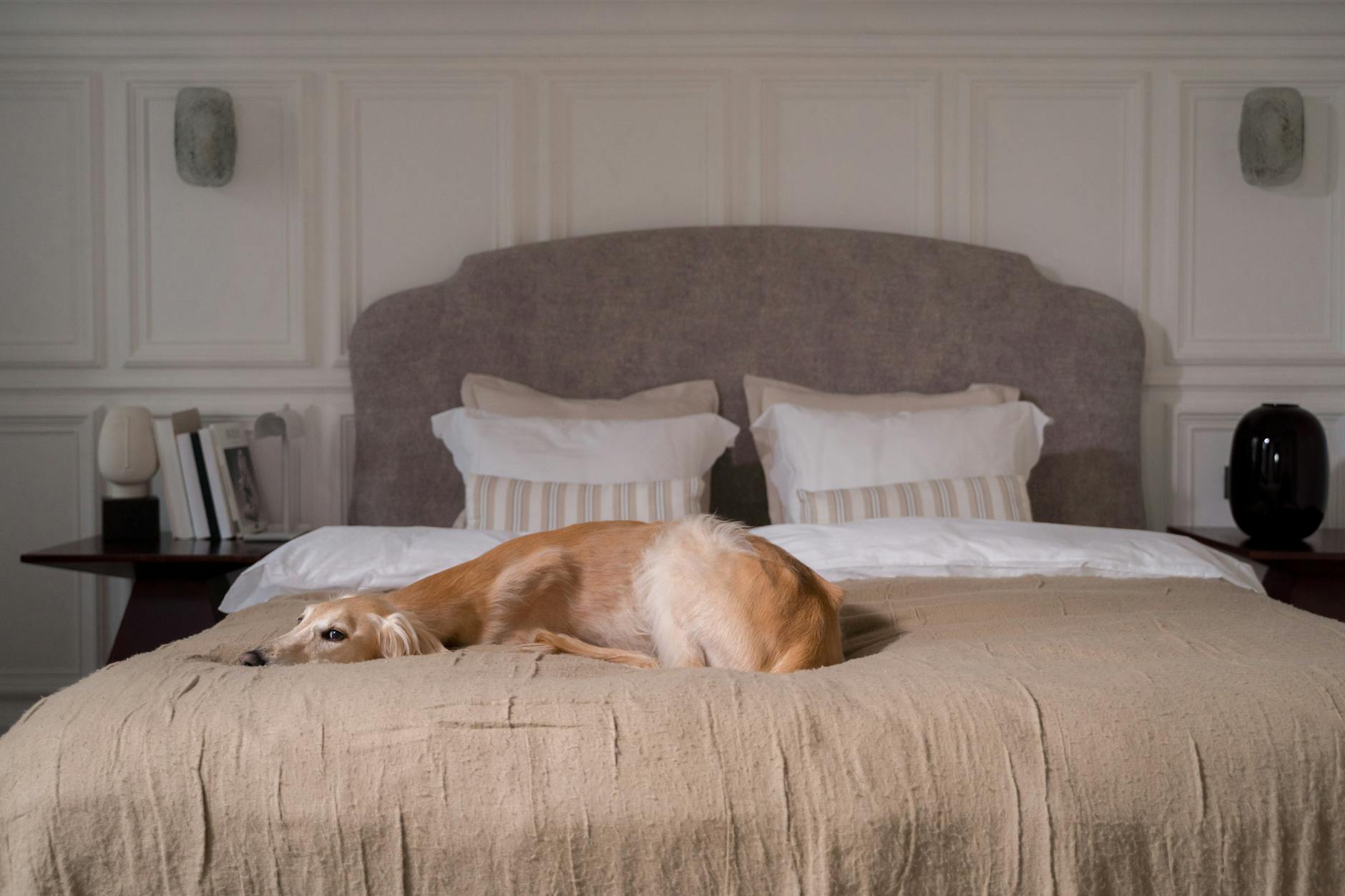 A greyhound dog lies comfortably on a bed in a stylish bedroom with neutral tones and elegant decor. - restful bedroom environment