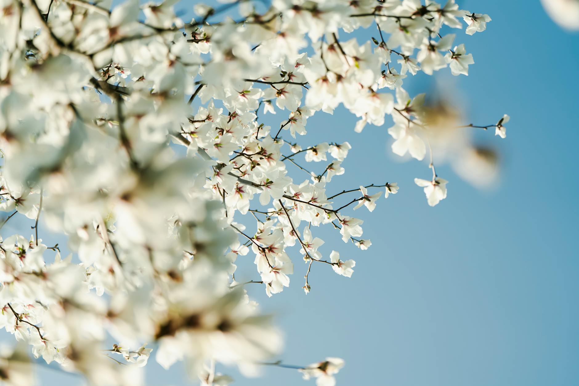 Delicate white cherry blossoms in full bloom set against a vibrant blue sky, capturing the essence of spring. - spring allergy causes