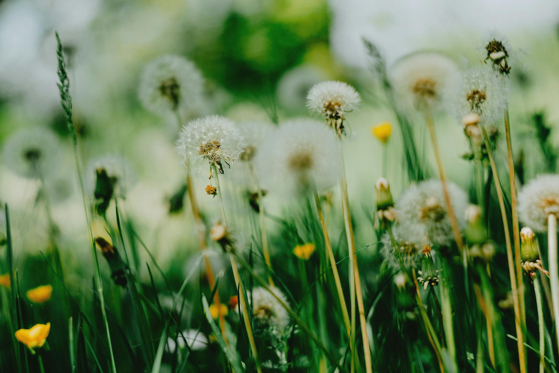 Vibrant image of dandelions and yellow flowers swaying in a sunny spring meadow. - spring allergy triggers