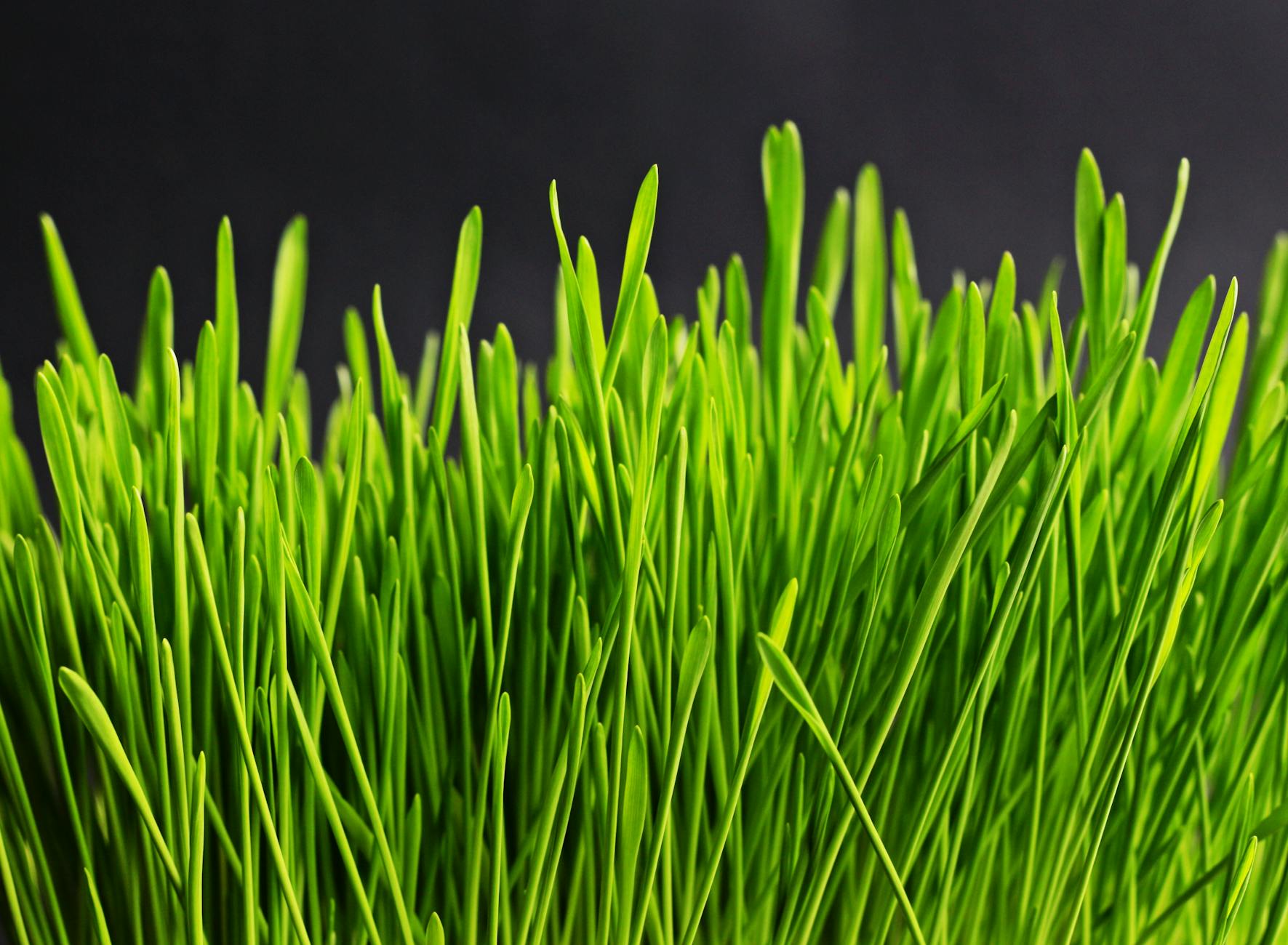Bright green wheatgrass with tall blades against a dark backdrop, showcasing natural growth and freshness. - spring detox tips