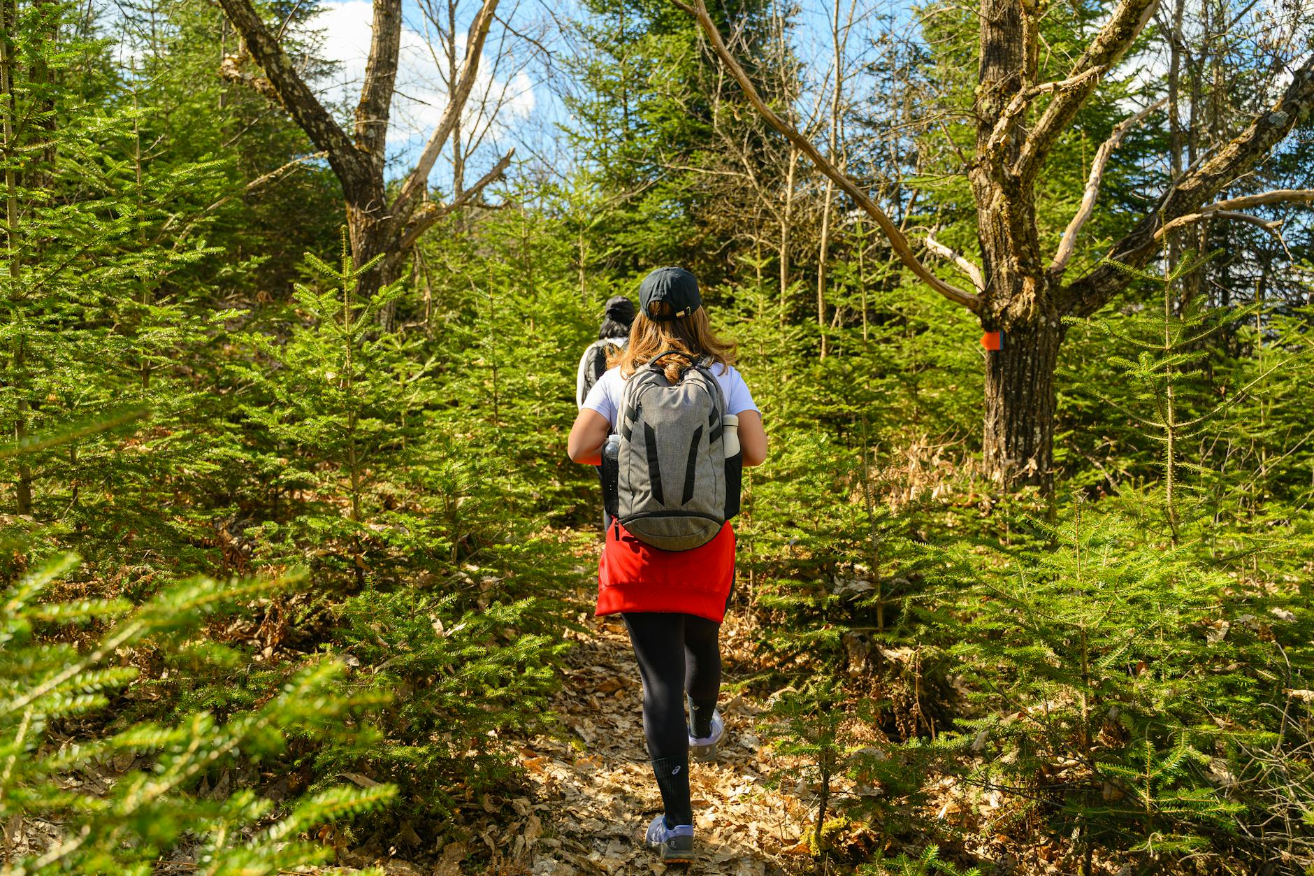 Two hikers traverse a lush, green forest trail on a sunny spring day, capturing the essence of adventure. - spring hiking essentials