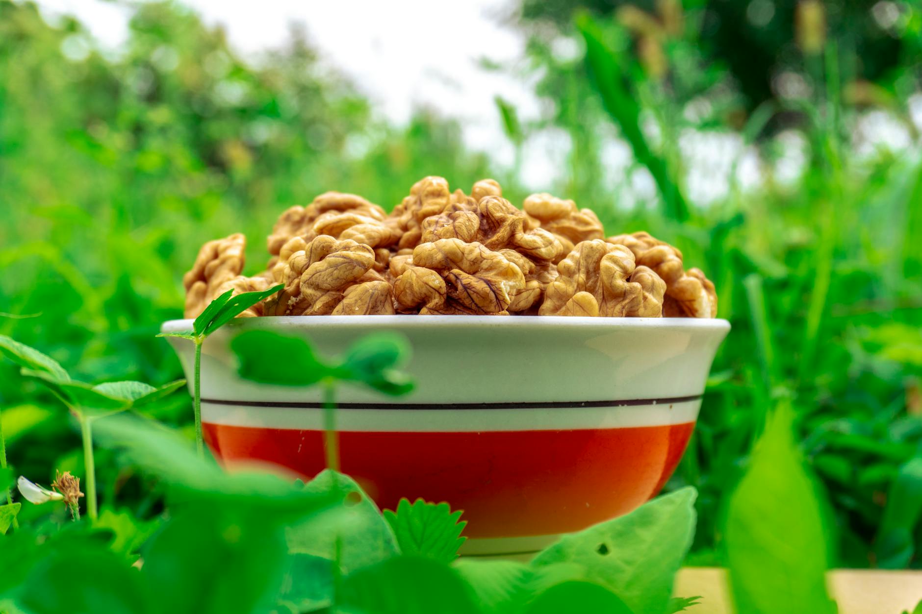 A bowl filled with walnuts set amidst vibrant greenery in an outdoor garden. - spring nutrition outdoor