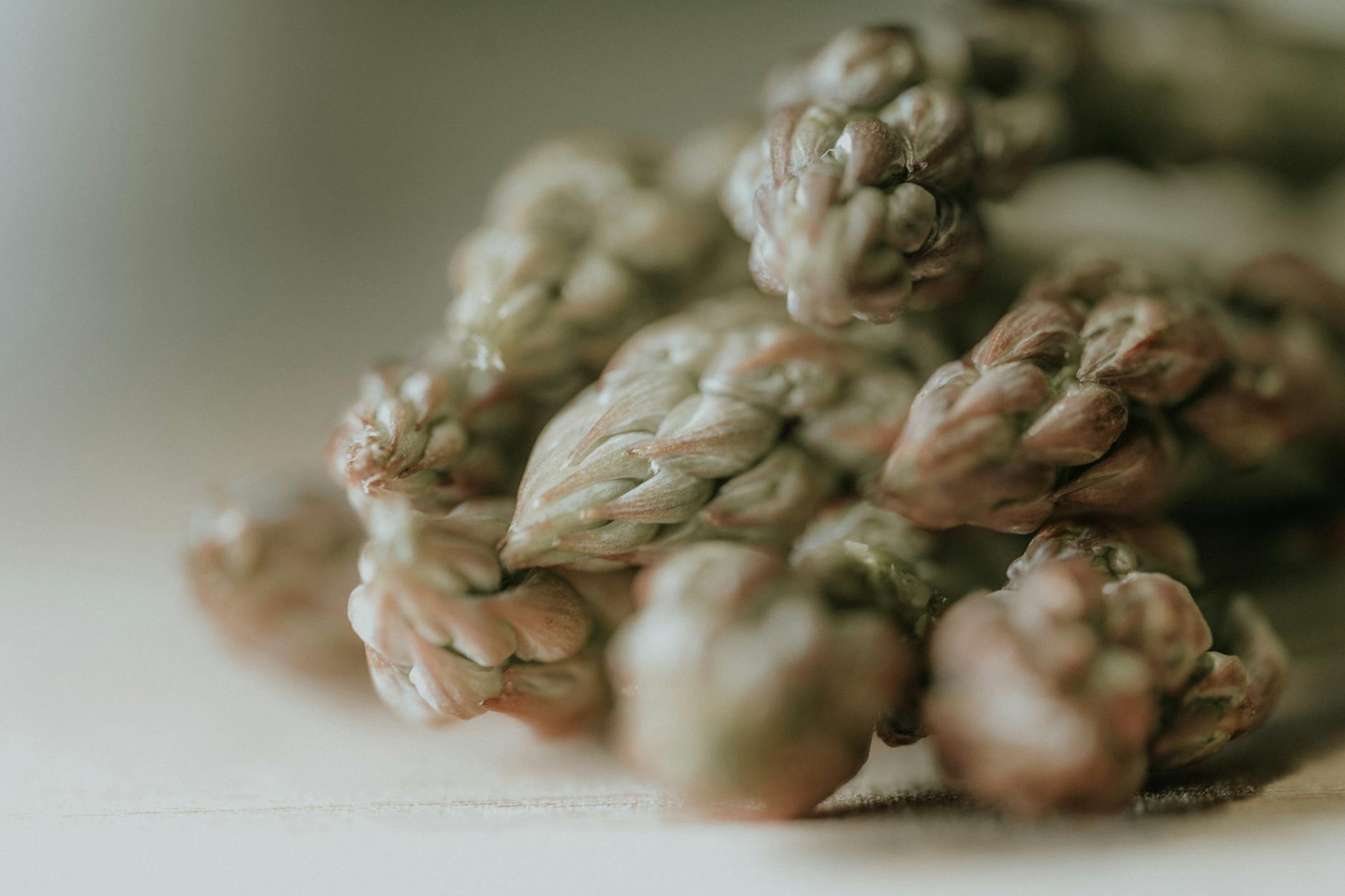 A macro shot capturing the freshness and texture of asparagus spears in a soft-focused setting. - spring produce nutrition