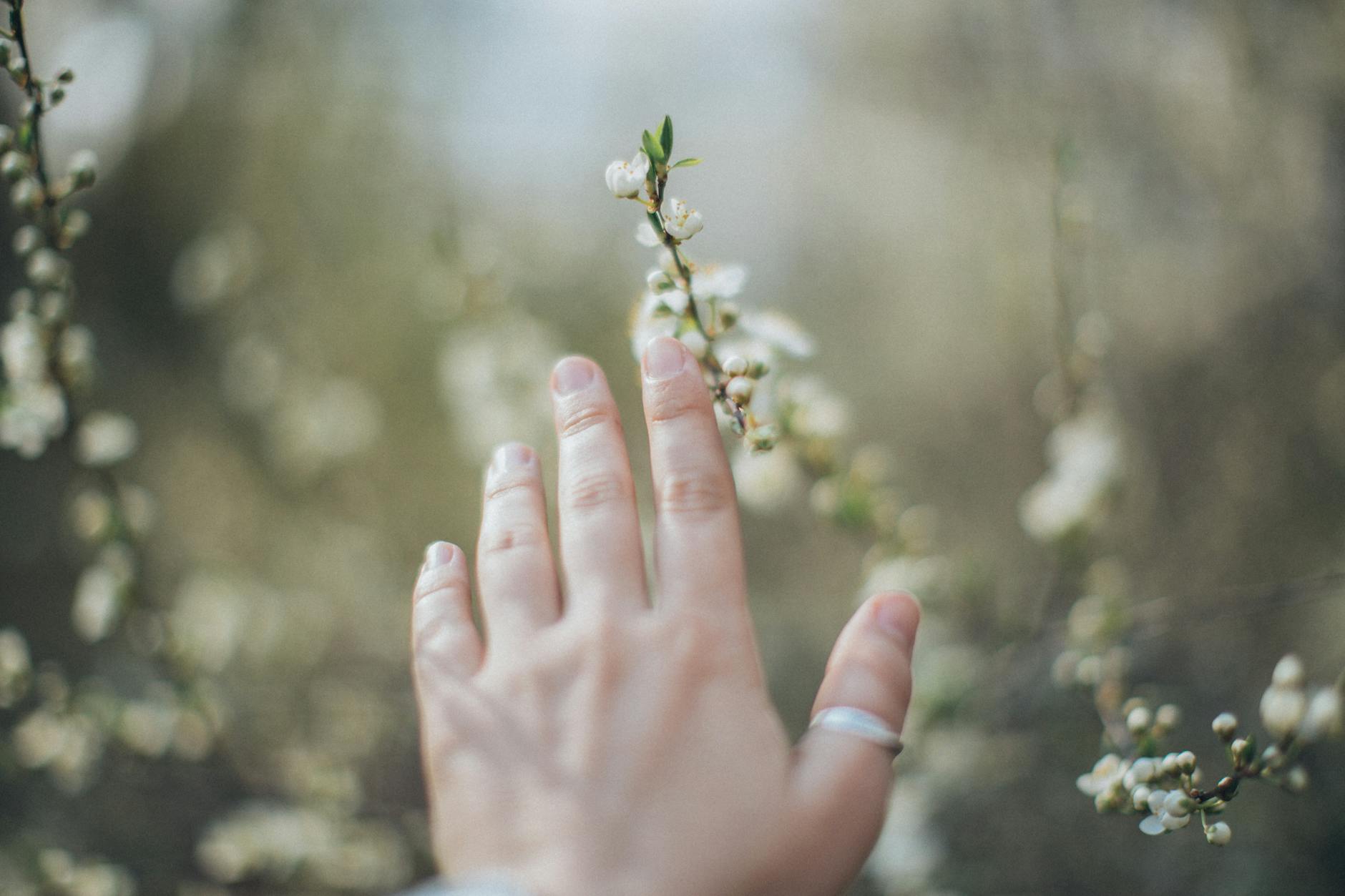 Crop anonymous person pulling hand towards branch with white flowers growing in garden - spring sad triggers