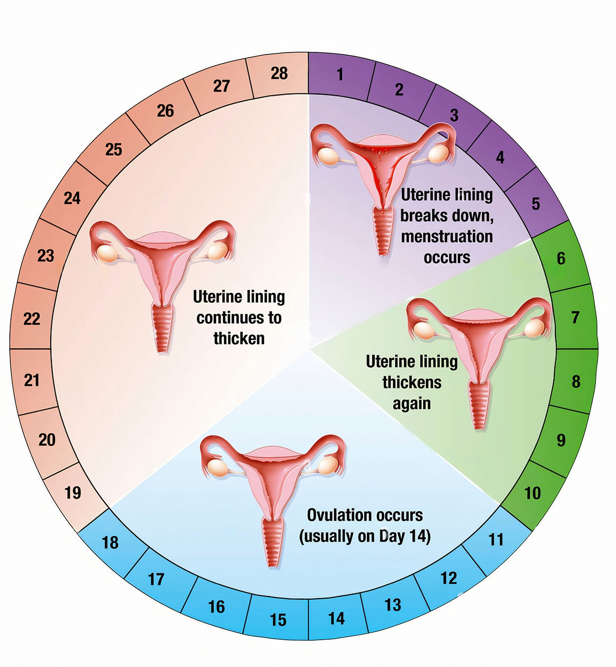 Illustration of the menstrual cycle