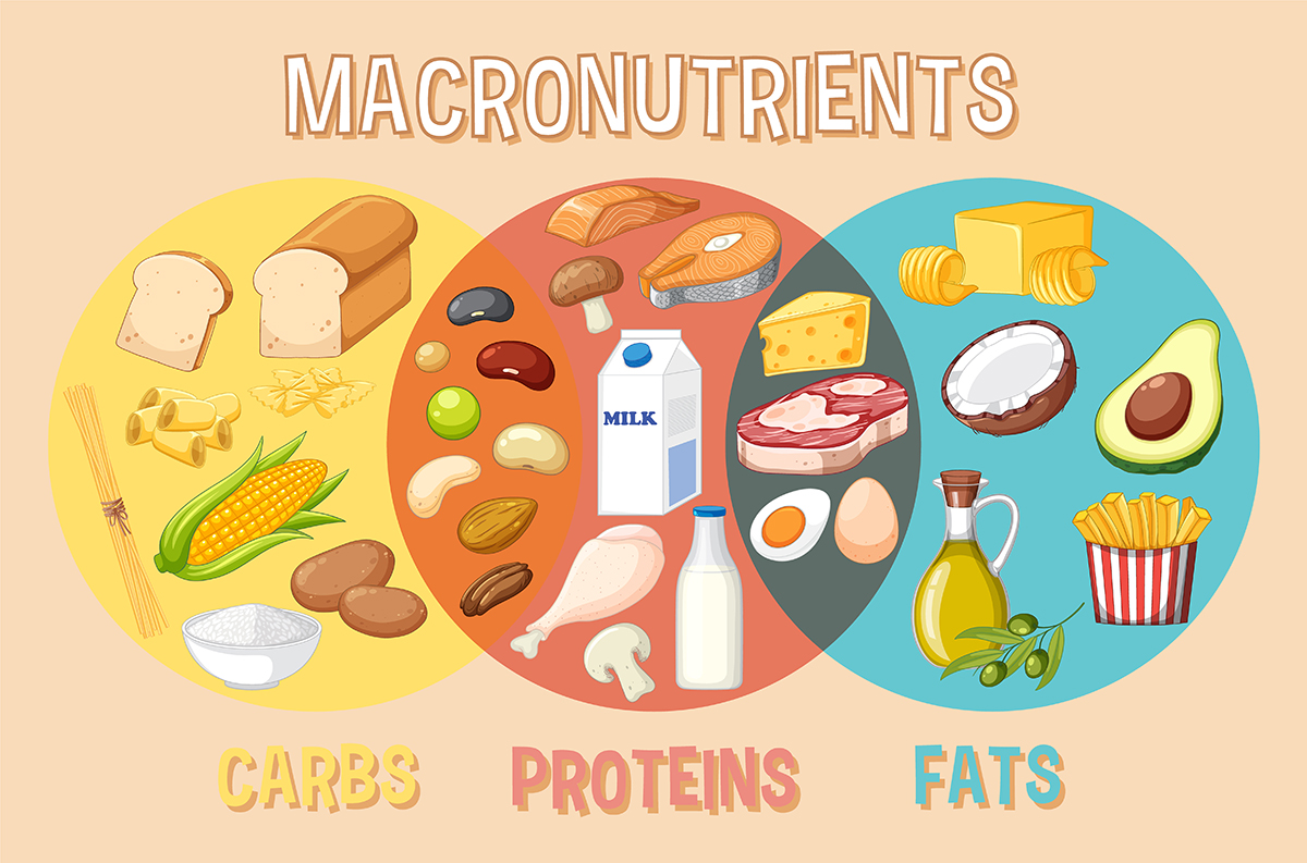 Macronutrients in various foods, contributing to nutrition and health