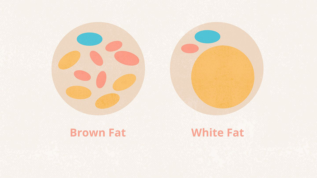 Illustration of brown and white fat cells, important in the ice hack weight loss method