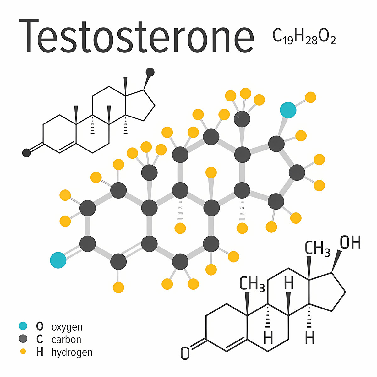 Introduction to Testosterone in Women
