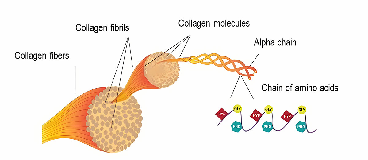 Collagen supplements structure