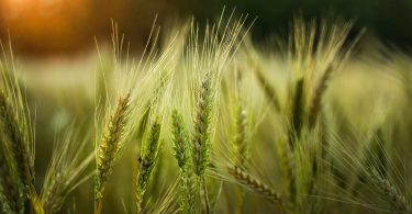 The Benefits of Barley in Diabetes Management