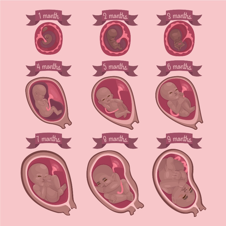 Diagram of placenta development and its role in pregnancy